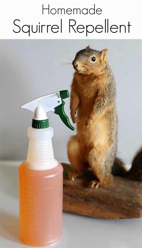 This easy to make homemade squirrel repellent spray will keep the