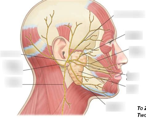 Facial Nerve Branches Diagram Quizlet