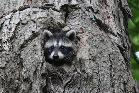 Raccoon With Head Poking Out Of Knot Hole In Tree Photograph By Chris