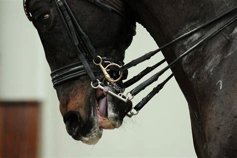 Dansk Toprytter Undersøges For Mishandling Af Heste Animadk