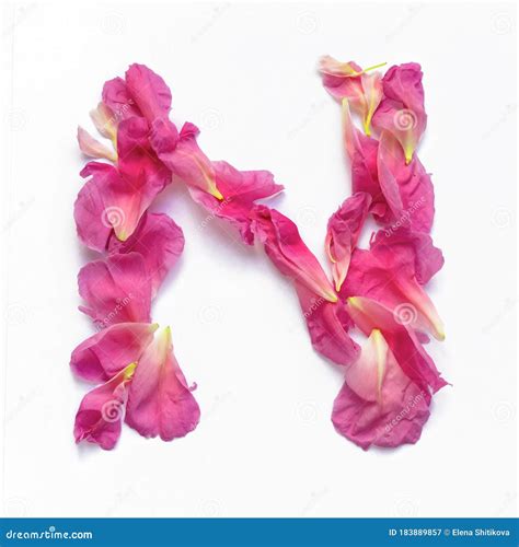 Alphabet Made Of Peony Petals Letter N Layout For Design Stock Image