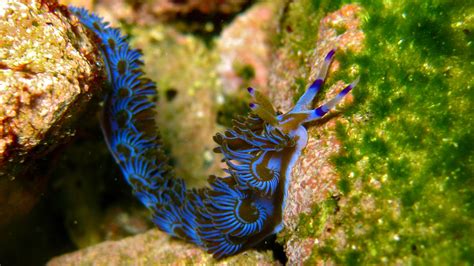 28 Nudibranch Hd Wallpapers Backgrounds Wallpaper Abyss