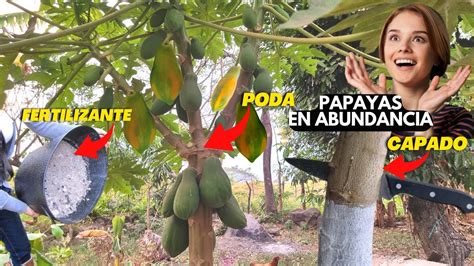 Papaya Cómo tenerlo lleno de frutos Capado Fertilizante y Poda