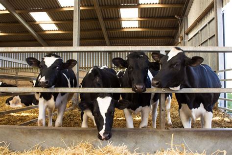 How Can Heifer Management Be Improved Dairy Global