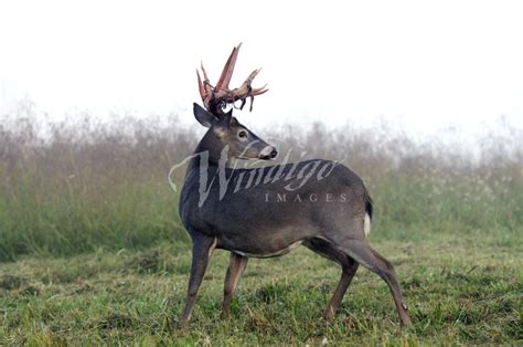 Trohpy Whitetail Buck Shedding Velvet Stock Photo Windigo Images