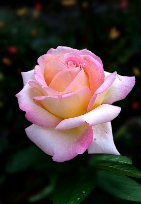 ️♫ Romantic Pink Rose X ღɱɧღ Rose Flower Beautiful Rose