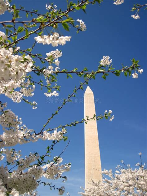 Washington Monument And Cherry Blossoms 014 Stock Image Image Of