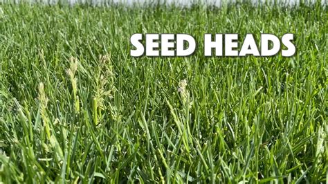 Seed Heads In Your Lawn Things To Know Youtube