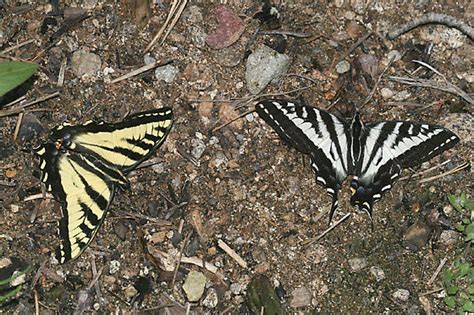 Pale And Western Tiger Swallowtails Papilio Eurymedon Bugguide Net