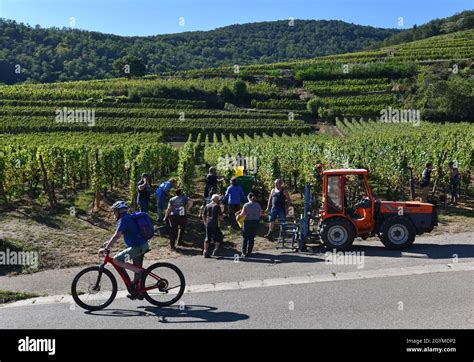 Grape Picker Harvesting Grapes For Wine Making In The Alsace Region Of
