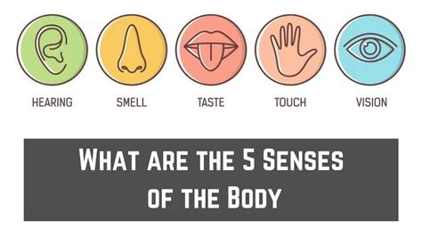 What Are The 5 Senses Of The Body Explained With Functions