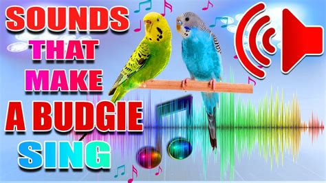 Sounds That Make Budgies Sings Youtube