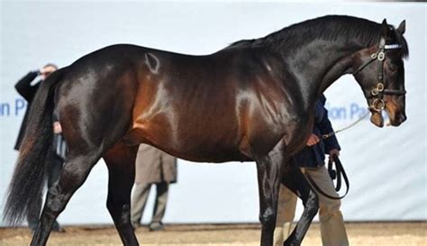 The Most Expensive Horses In The World Ventured