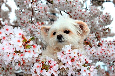 Spring Love Flowers Spring Puppy Dog Hd Wallpaper Peakpx