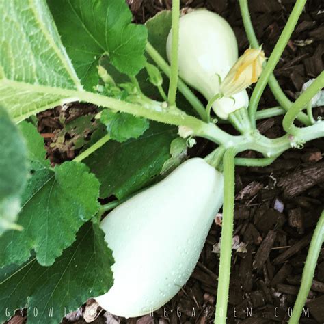 5 Tips For Growing Summer Squash Growing In The Garden Growing Squash