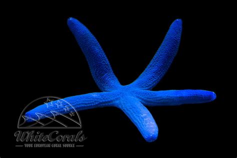 Blue Starfish Linckia Laevigata Buy Online