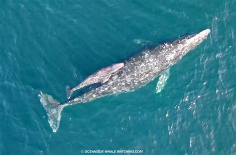 The Annual Gray Whale Migration Has Begun Oceanside Ca Patch