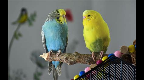 Budgie Sounds For Lonely Birds To Make Them Happy 1 Hour Version Youtube