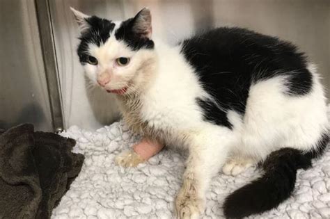Rspca Working To Find Owners Of Cat Found Injured On North