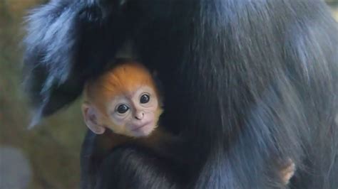 Adorable Rare Baby Monkey Born Youtube