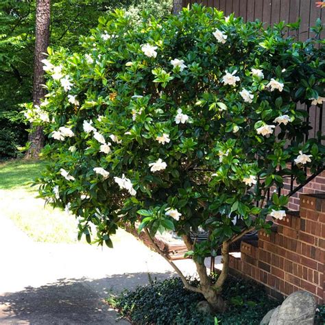 August Beauty Gardenias For Sale