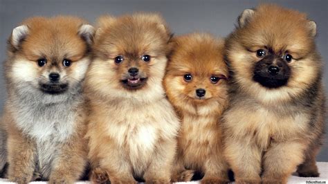 Pomeranian Wallpapers Wallpaper Cave