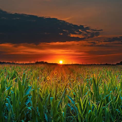 Crop Field Sunset Ipad Pro Wallpapers Free Download