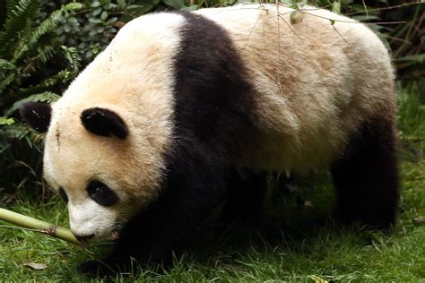 China Removes Giant Panda From Endangered Species List