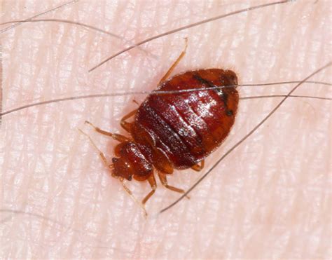 Bed Bug Protocol For Schools Insects In The City