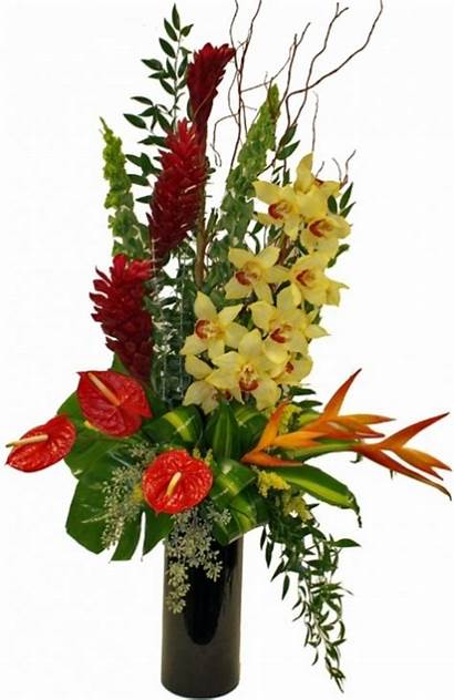 Orchids Cymbidium Exotic Arrangement Gift Bethesda Florist