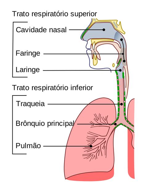 Sistema Respiratório Wikipédia A Enciclopédia Livre