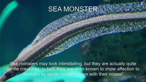Sea Monster Fact Youtube