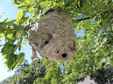Levar burton guest hosts 'jeopardy!' and fans are rallying to boost his ratings. Capital Naturalist by Alonso Abugattas: Bald-faced Hornets