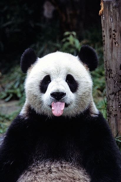Panda Bears Cute Pictures And Fascinating Facts