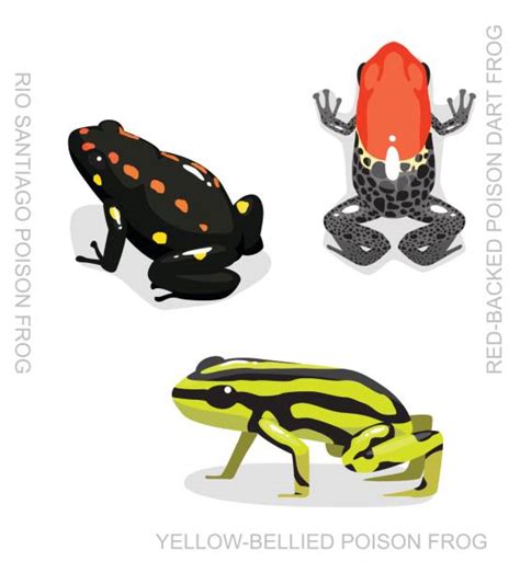 Poison Dart Frog Illustrations Royalty Free Vector Graphics And Clip Art