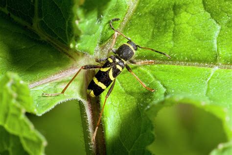 Wasp Beetle On A Leaf Photograph By Bob Gibbons Fine Art America