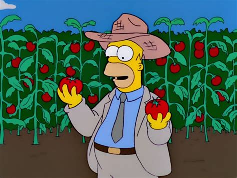 Tomacco Field Wikisimpsons The Simpsons Wiki