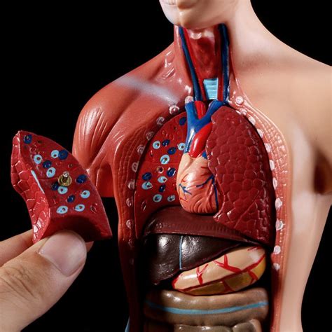 Thingiverse is a universe of things. Human Torso Body Model Anatomy Anatomical Medical Internal Organs For Teaching - EasyMartz