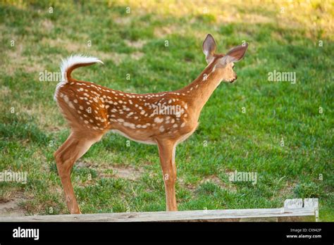 White Tailed Deer Fawn With Spots Stock Photo Alamy