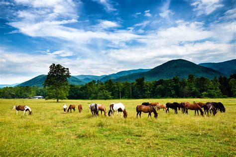 9 Cades Cove Photos That Will Make You Want To Visit Right Away