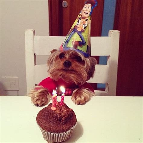 Brighten Your Day With 10 Dogs Celebrating Their Birthdays