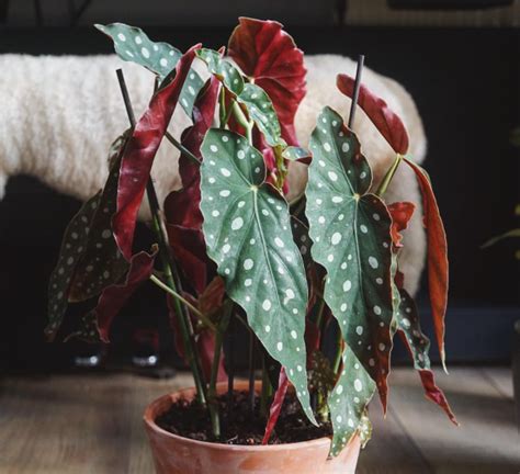 Colorful Indoor Plants With Patterns That Are Perfect For Decorating