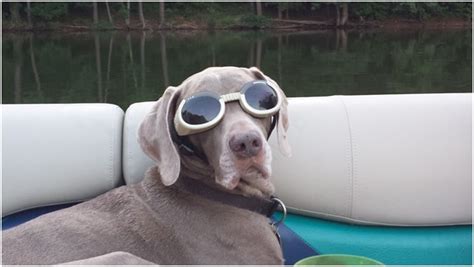 Does Your Dog Wear Doggles Professional Dog Walking And Pet Sitting