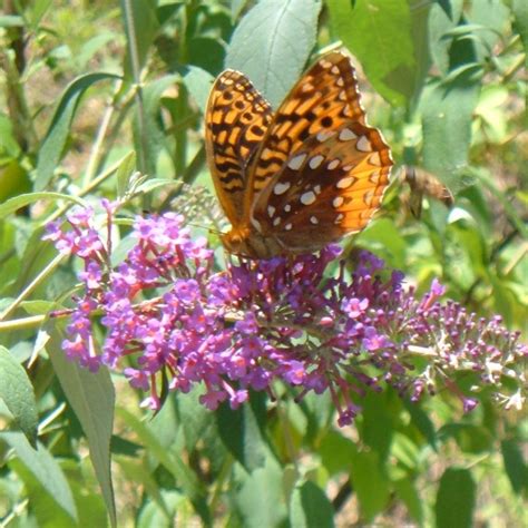 How And When To Prune Buddleia Butterfly Bushes To Attract More