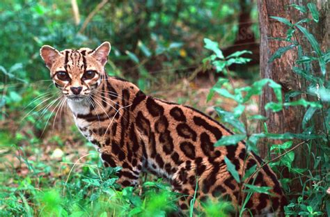 The jaguar is a solitary wild cat and normally lives and hunts alone. Margay, Leopardus wiedi, Native to Mexico into South ...