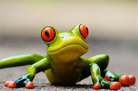 Royalty Free Photo Selective Focus Of Green And Red Frog Pickpik