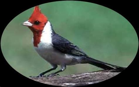 Cardeal Fauna Brasileira Fauna Brasileira Pássaros Aves
