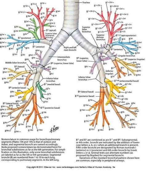 Segmental Bronchus Anatomy Segments Of The Lung Images