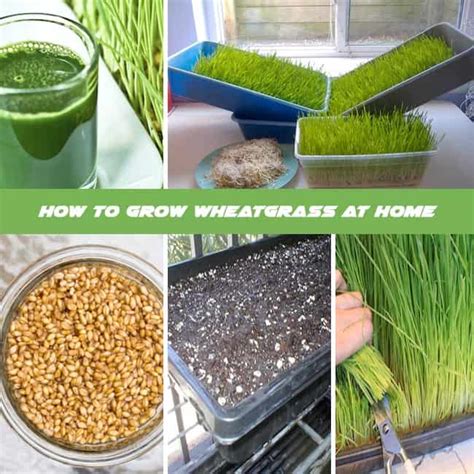 How To Grow Wheatgrass At Home Complete Growing Guide
