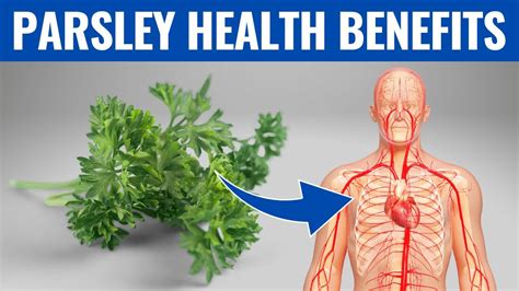 Parsley Benefits 13 Impressive Health Benefits Of Parsley You Need To